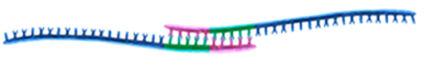 Primer locking by CLP™Homo-dimer image